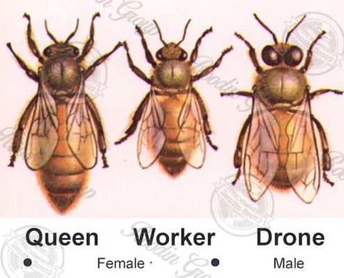 female bees