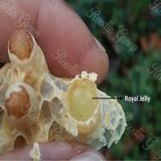 Royal Jelly Suppliers