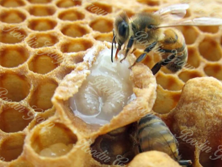 Royal jelly powder Roodin Group Co. ,Ltd