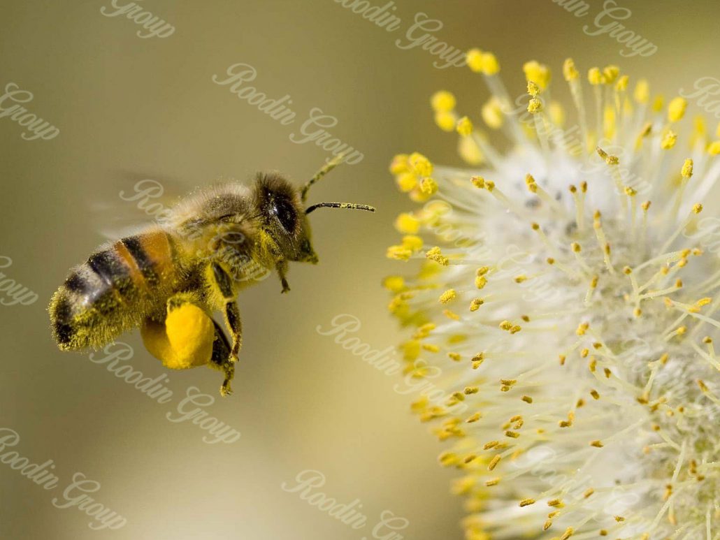Best Bee Pollen to Buy Online + Bulk Wholesale Price Roodin Group Co