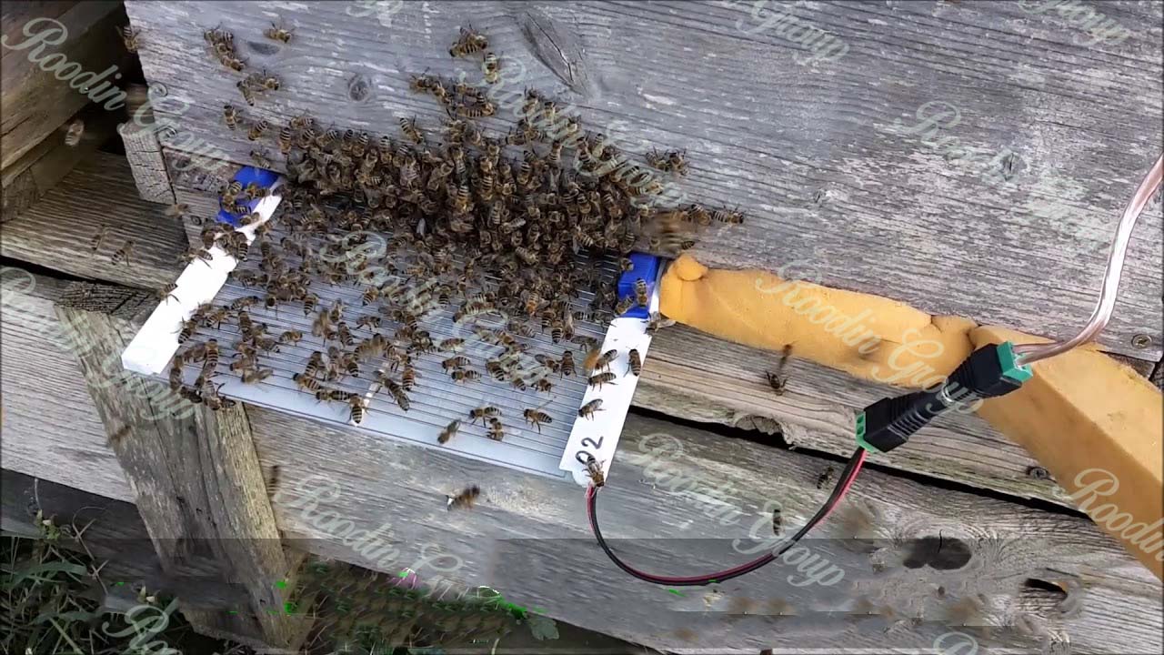 Honey bee venom collector