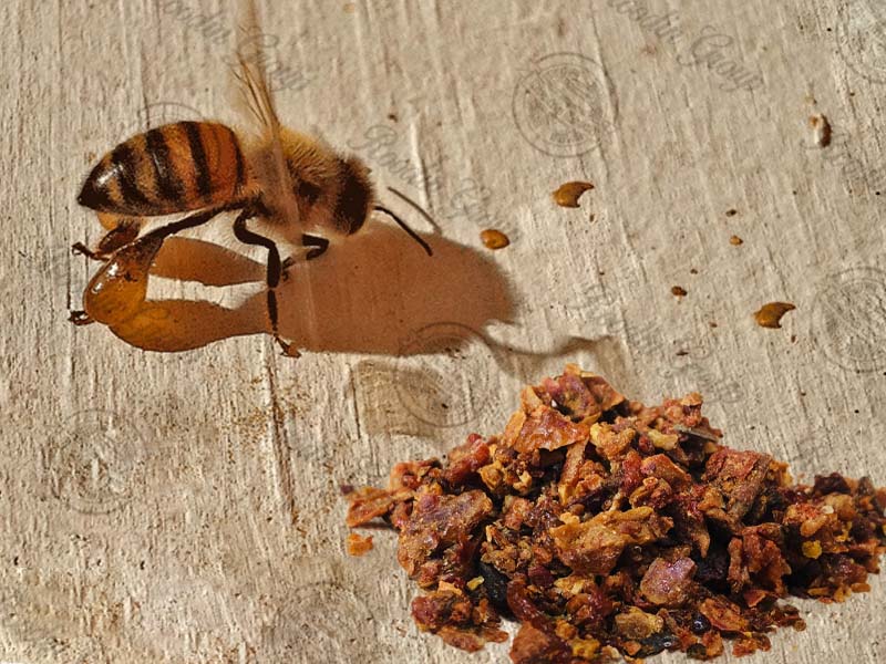 raw bee propolis for sale